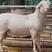 杜泊绵羊，澳洲白绵羊可视频选羊，免费运输