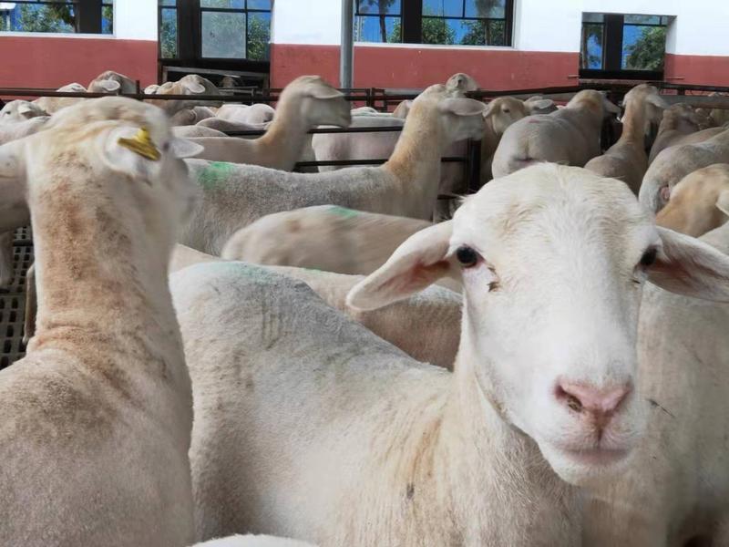 杜泊绵羊，澳洲白绵羊可视频选羊，免费运输