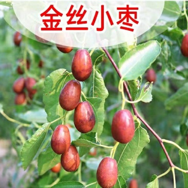 金丝小枣树苗枣树活苗南方北方种植盆栽地栽结果嫁接苗