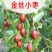 金丝小枣树苗枣树活苗南方北方种植盆栽地栽结果嫁接苗
