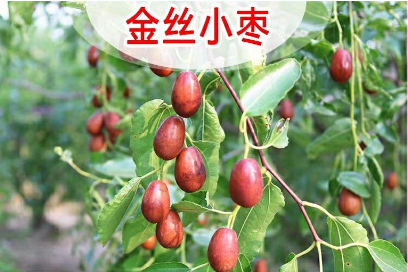 金丝小枣树苗枣树活苗南方北方种植盆栽地栽结果嫁接苗