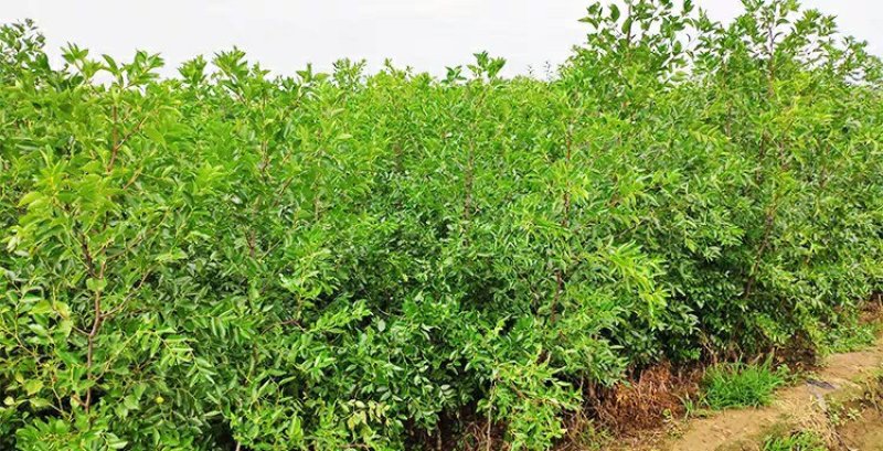 金丝小枣树苗枣树活苗南方北方种植盆栽地栽结果嫁接苗