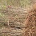 金丝小枣树苗枣树活苗南方北方种植盆栽地栽结果嫁接苗
