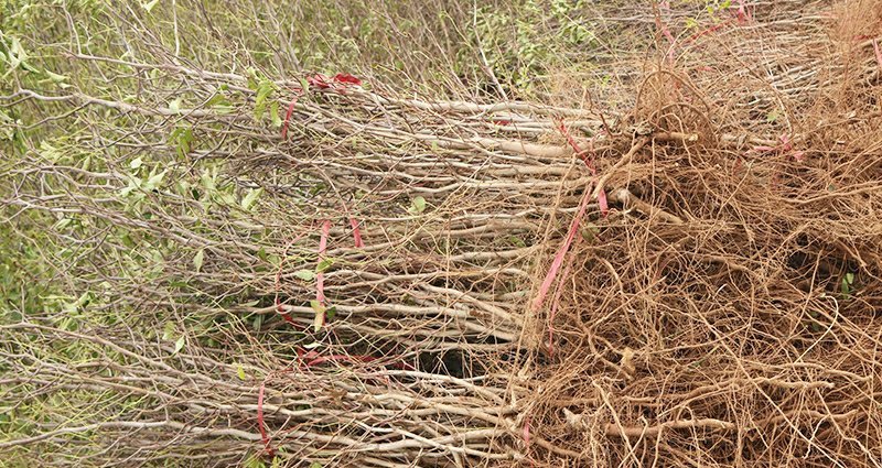 金丝小枣树苗枣树活苗南方北方种植盆栽地栽结果嫁接苗
