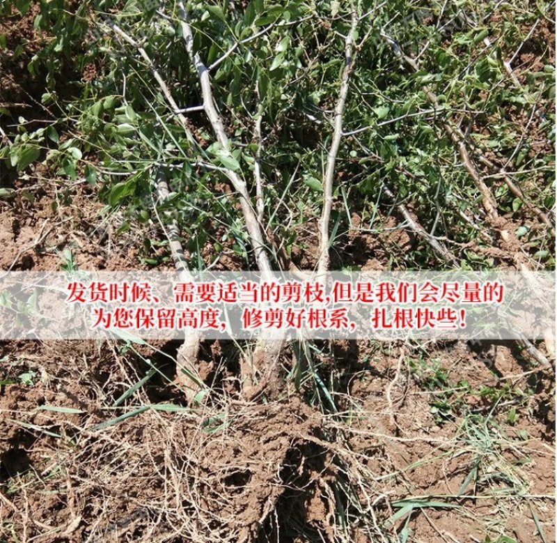 金丝小枣树苗枣树活苗南方北方种植盆栽地栽结果嫁接苗