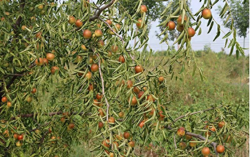 金丝小枣树苗枣树活苗南方北方种植盆栽地栽结果嫁接苗