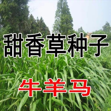 甜象草种子台湾象草美洲狼尾草夜明珠植物草皮草坪牧草种子