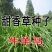 甜象草种子台湾象草美洲狼尾草夜明珠植物草皮草坪牧草种子