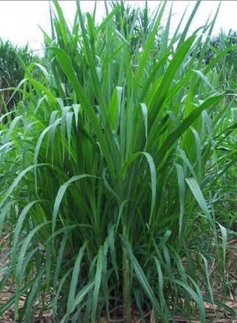 甜象草种子台湾象草美洲狼尾草夜明珠植物草皮草坪牧草种子