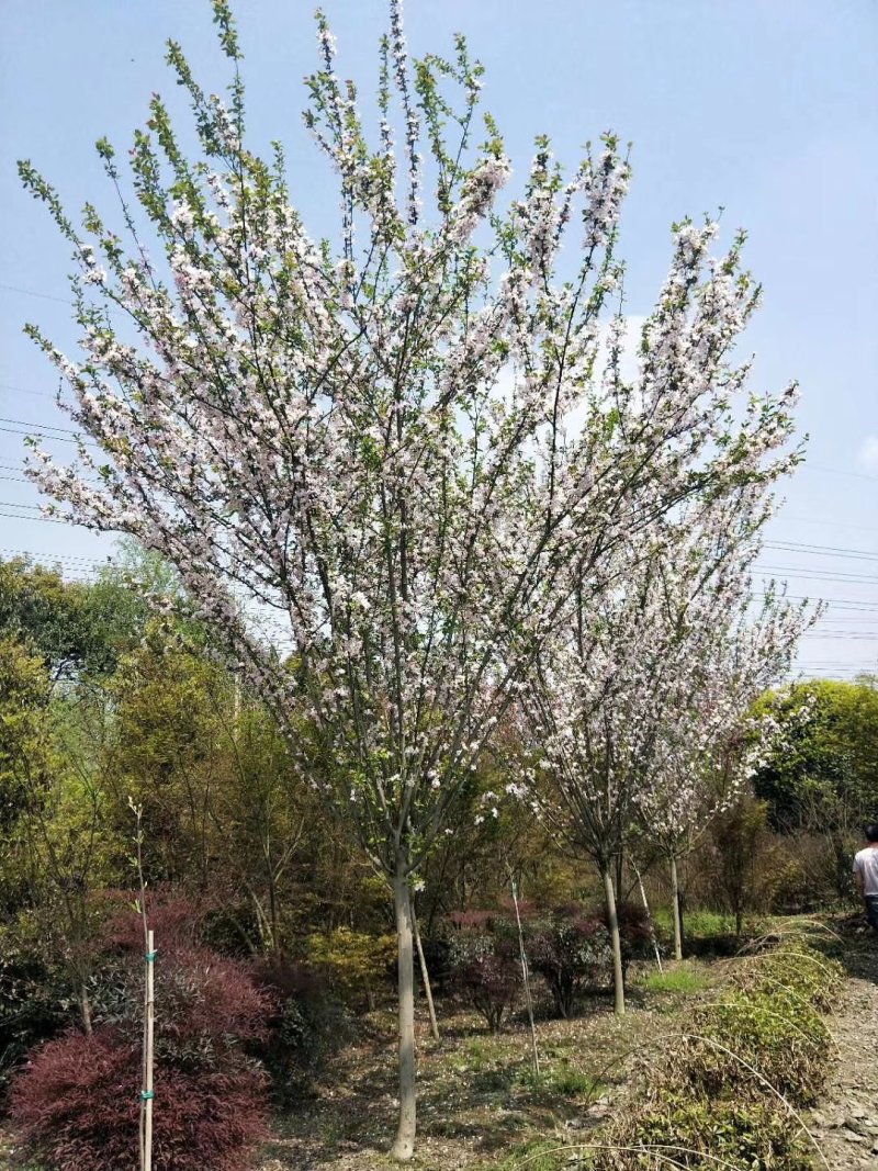 西府海棠，四川西府海棠基地出售，成都西湖海棠批发价格
