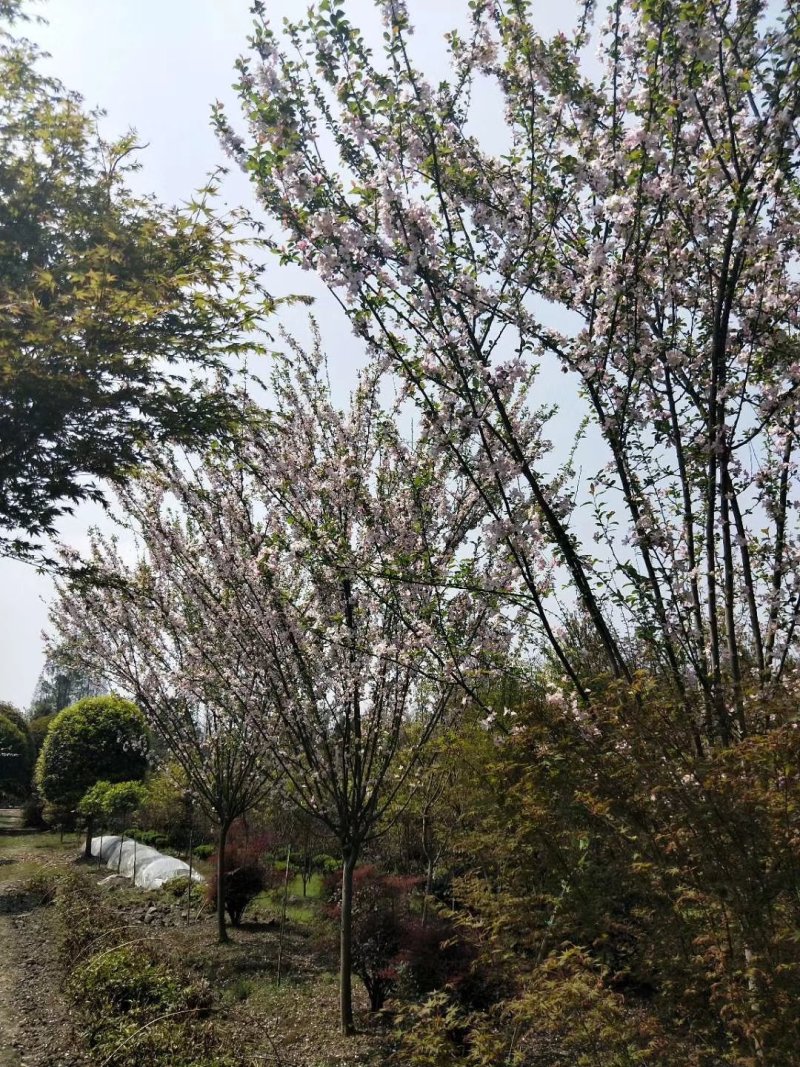 西府海棠，四川西府海棠基地出售，成都西湖海棠批发价格