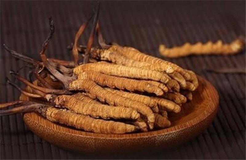 常年批发代购冬虫夏草青海货