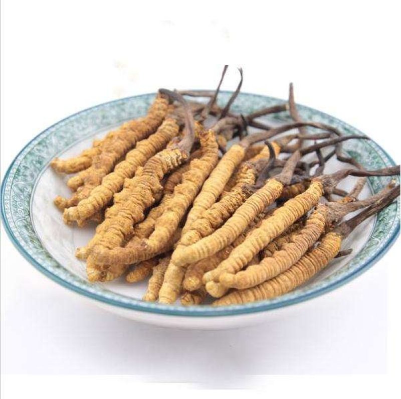 常年批发代购冬虫夏草青海货