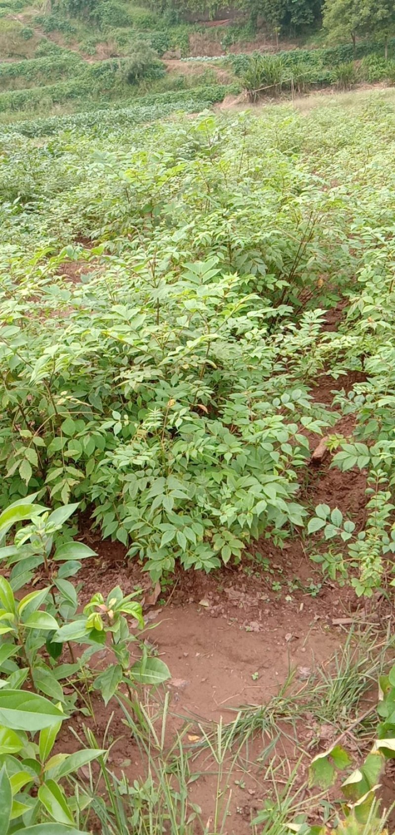 黄柏树苗