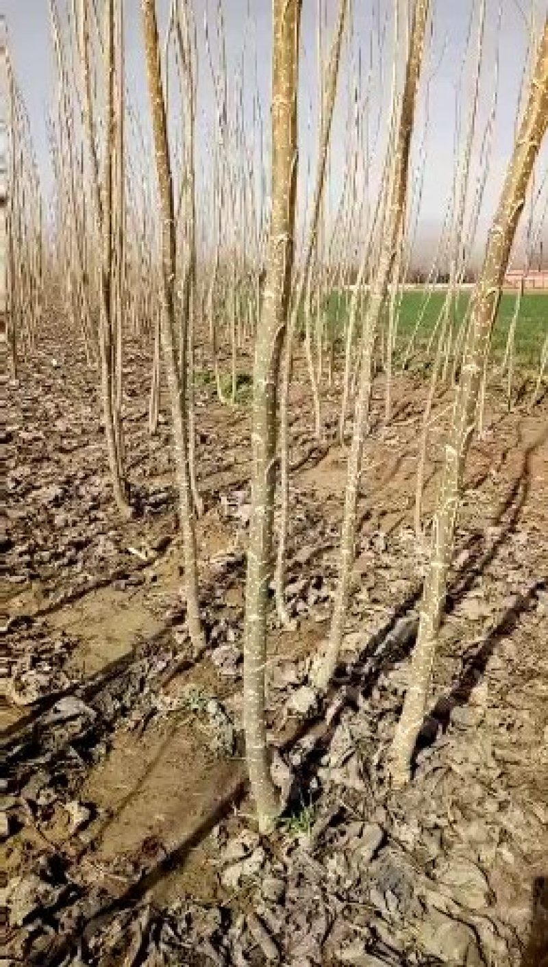 河南大量批发精品无絮杨树苗。高两米至四米。长期有货。