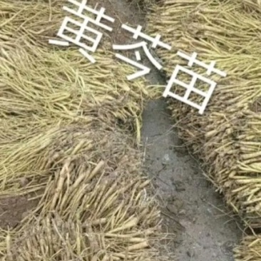新品种黄芩苗