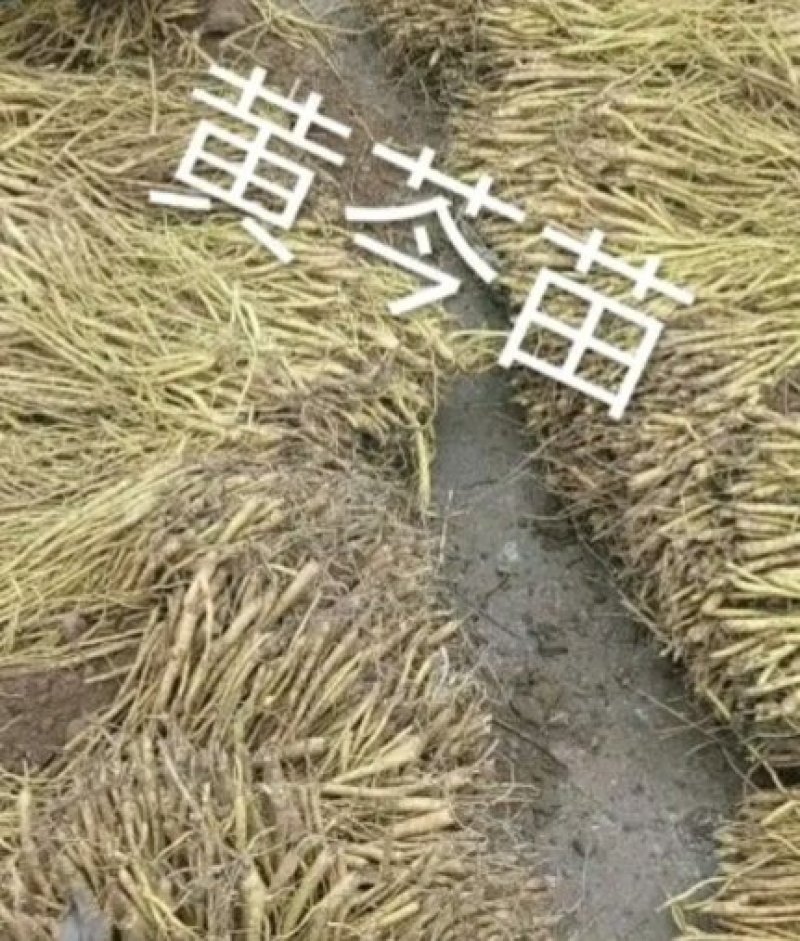 新品种黄芩苗