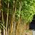 金镶玉竹紫竹庭院种植四季常青地栽绿化植物黄金竹毛竹