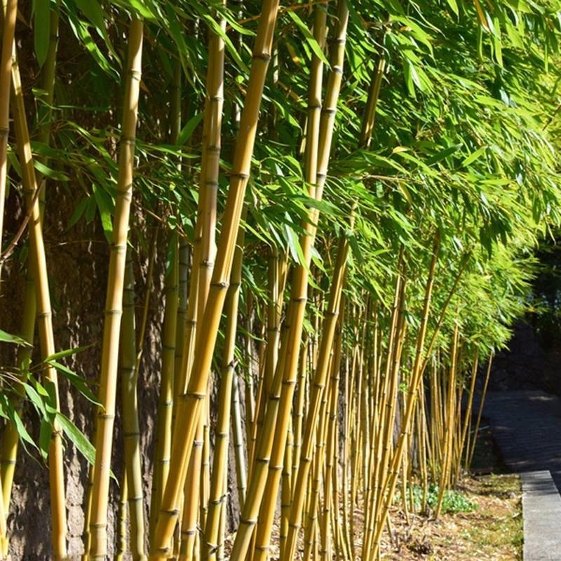 紫竹苗金镶玉竹紫竹庭院种植四季常青地栽绿化植物黄金竹毛竹