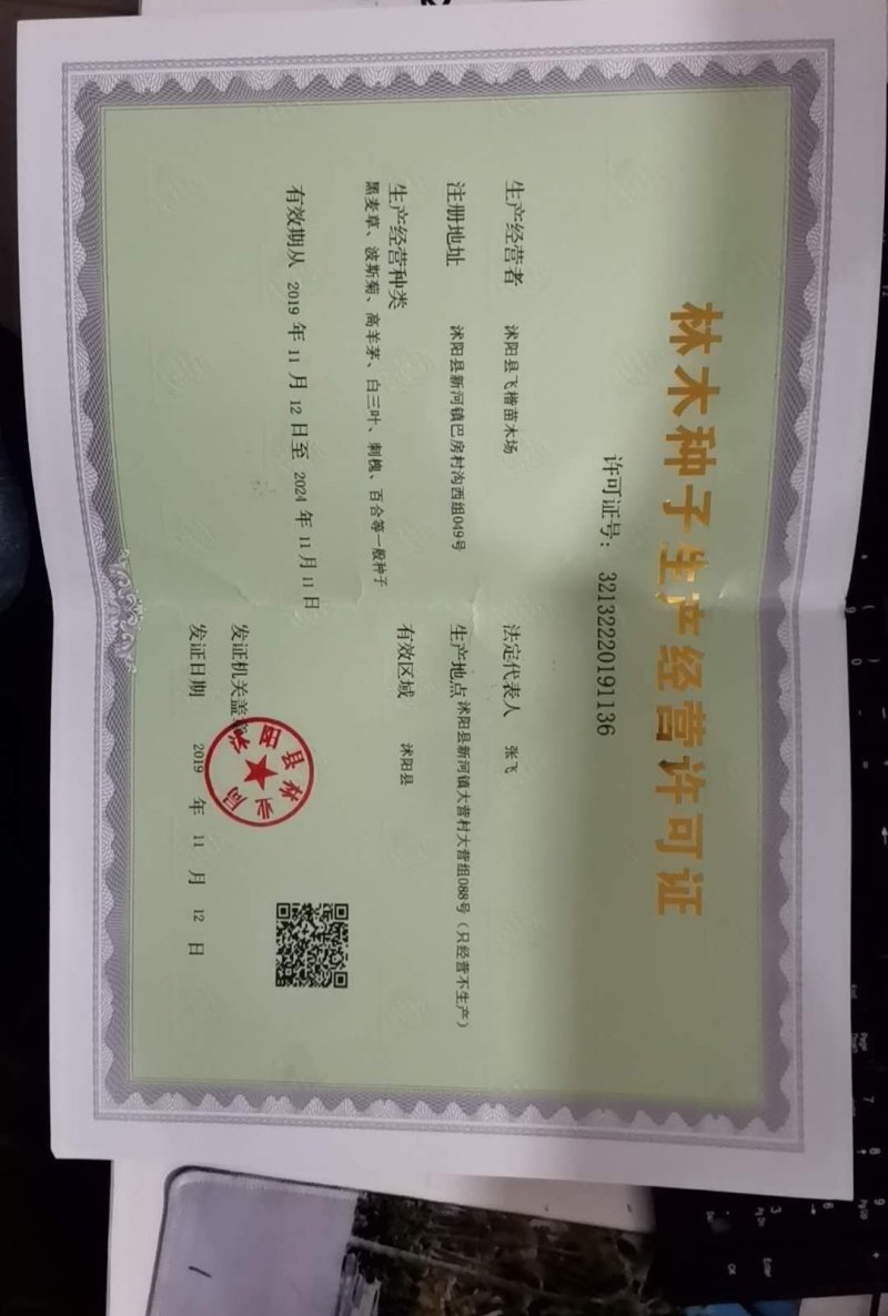 黄昌蒲种子水烛黄鸢尾水生鸢尾黄花鸢尾种子水生植物种