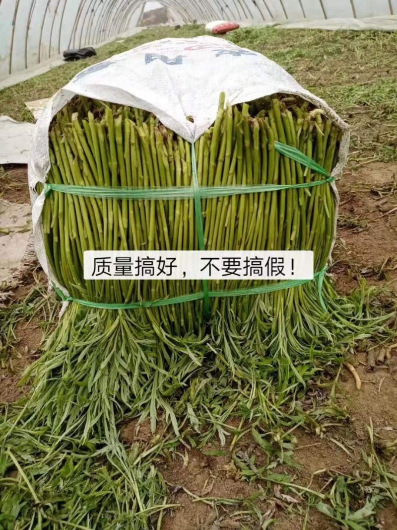 芦篙