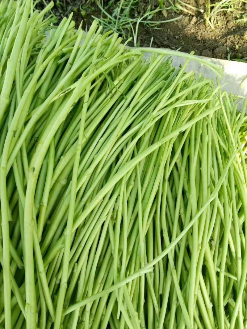 芦篙