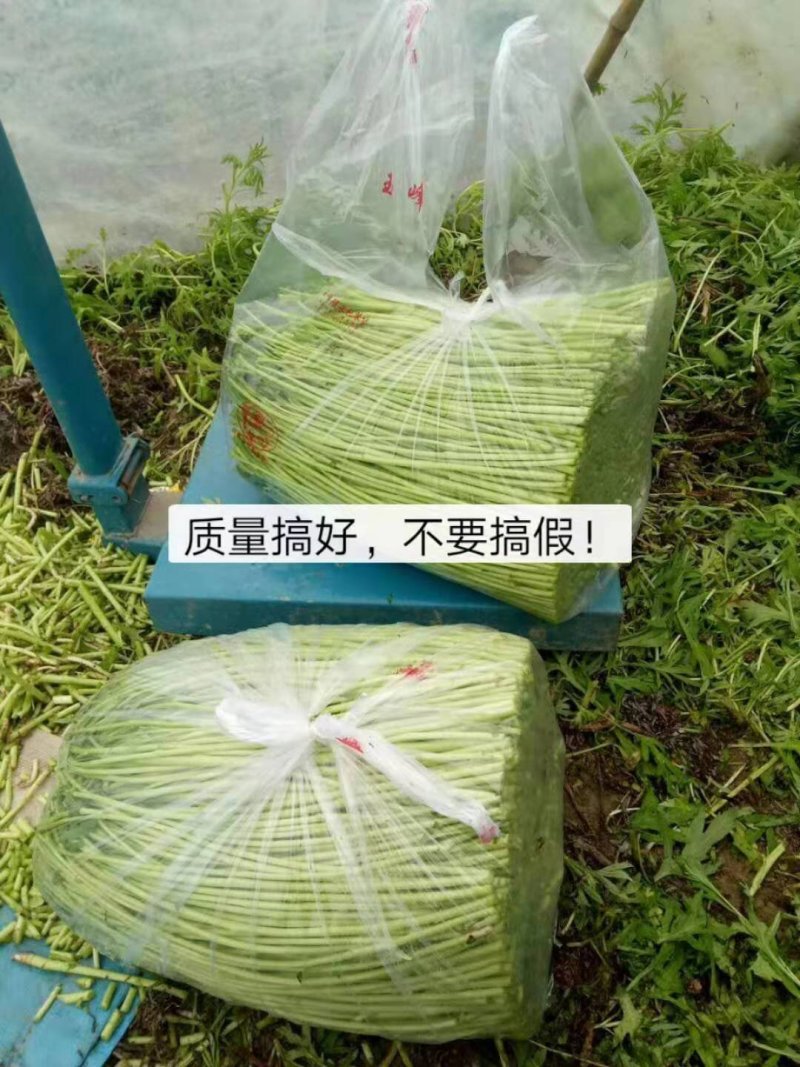 芦篙