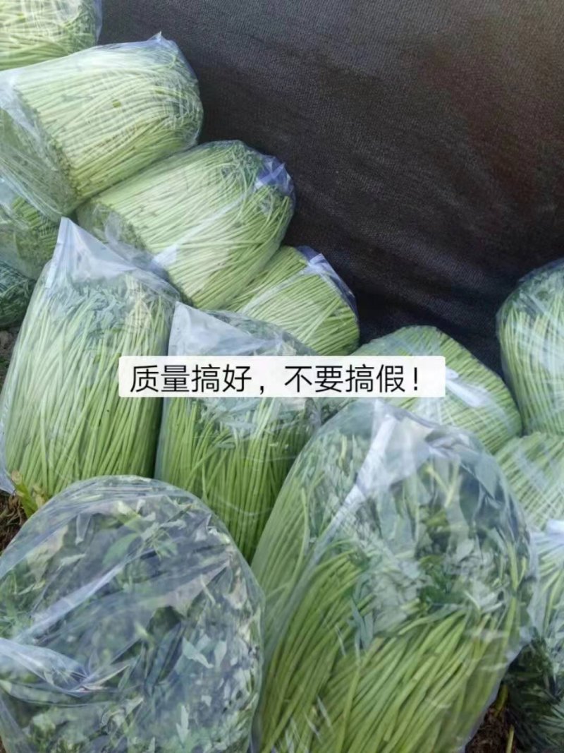 芦篙
