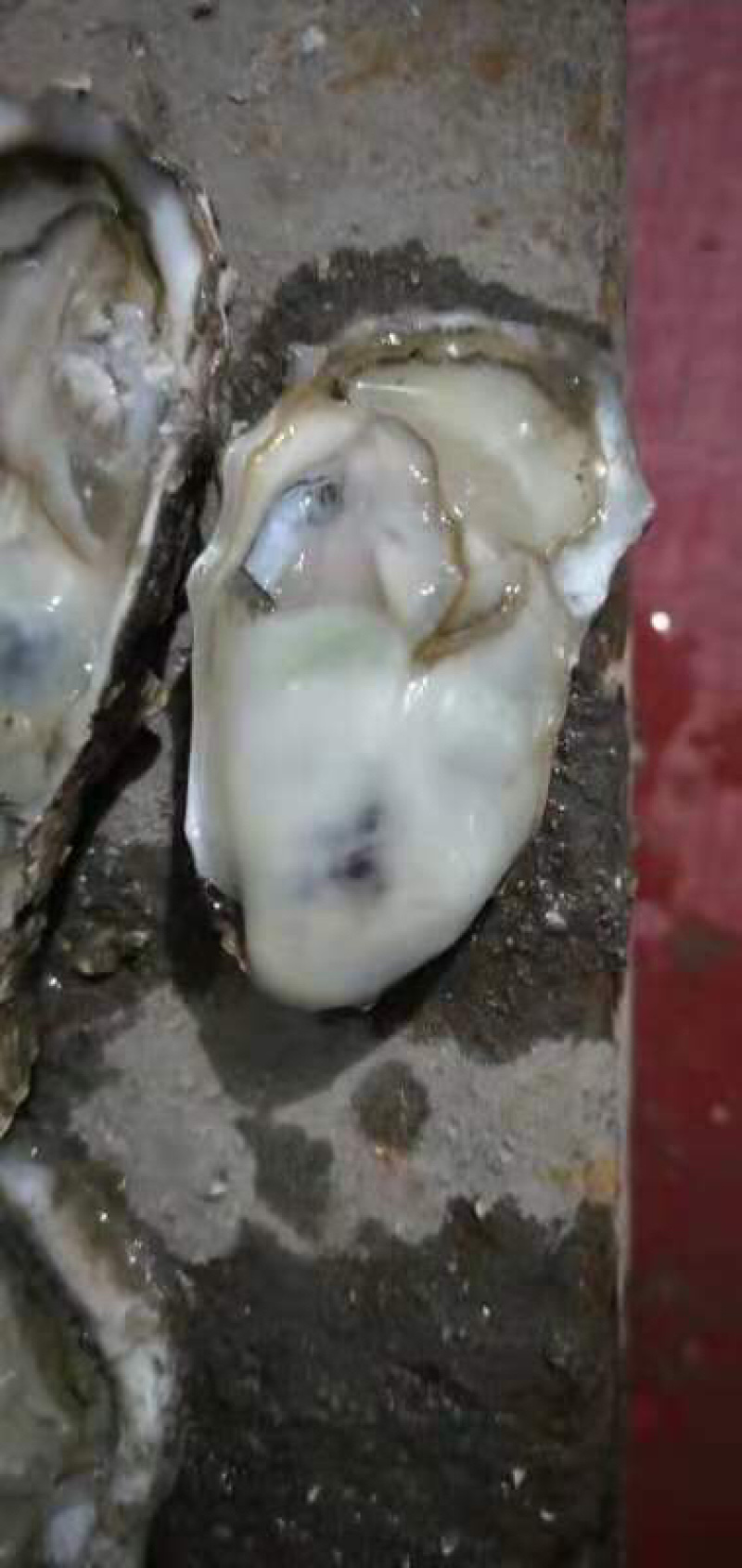 生蚝明天大量有货，有需要的老板们寻求合作