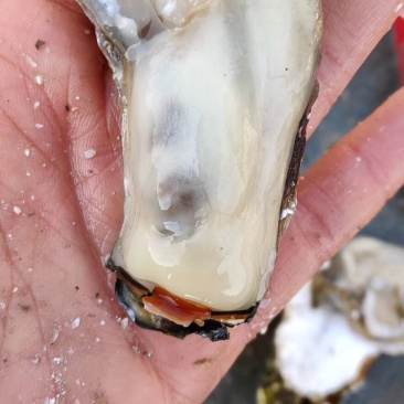 生蚝明天大量有货，有需要的老板们寻求合作