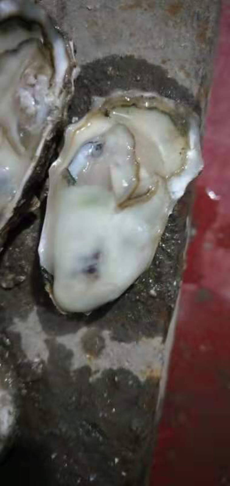 生蚝明天大量有货，有需要的老板们寻求合作