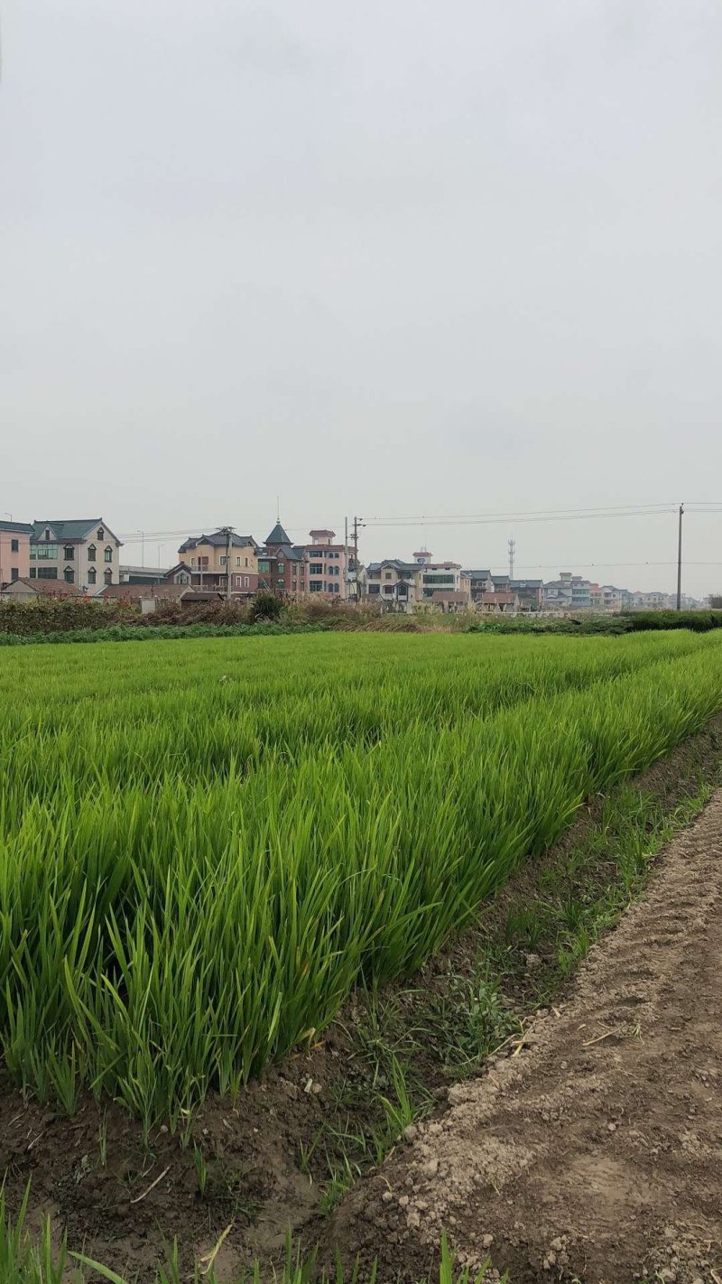 黄菖蒲黄花鸢尾基地直销