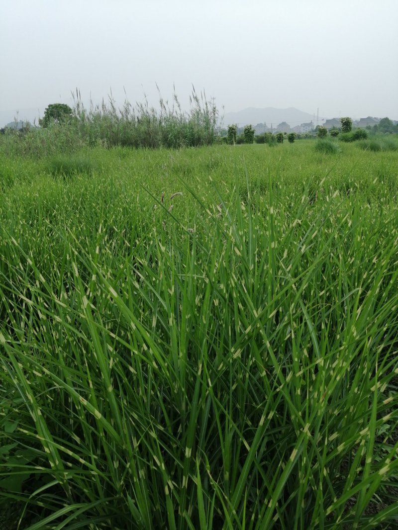 斑叶芒水生植物观赏草基地直销