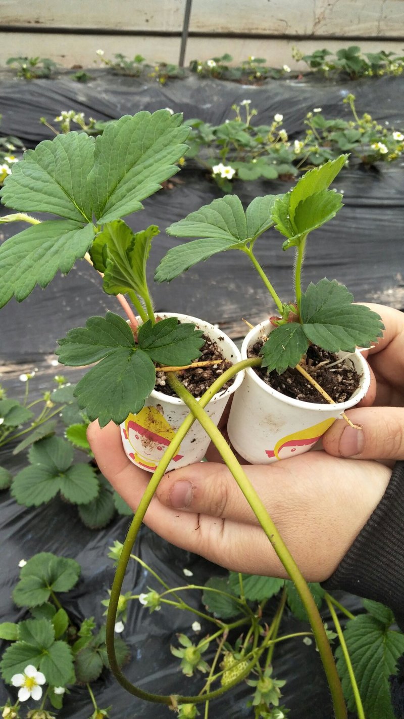 红颜草莓苗穴盘苗脱毒苗基质苗提纯苗种苗