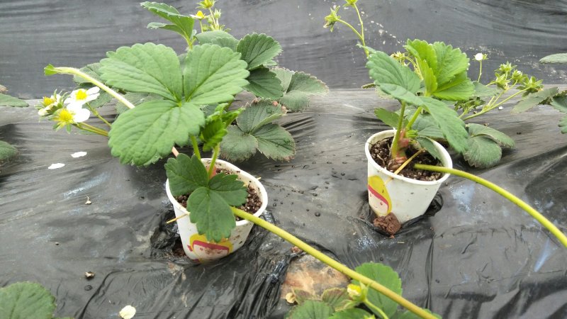 红颜草莓苗穴盘苗脱毒苗基质苗提纯苗种苗