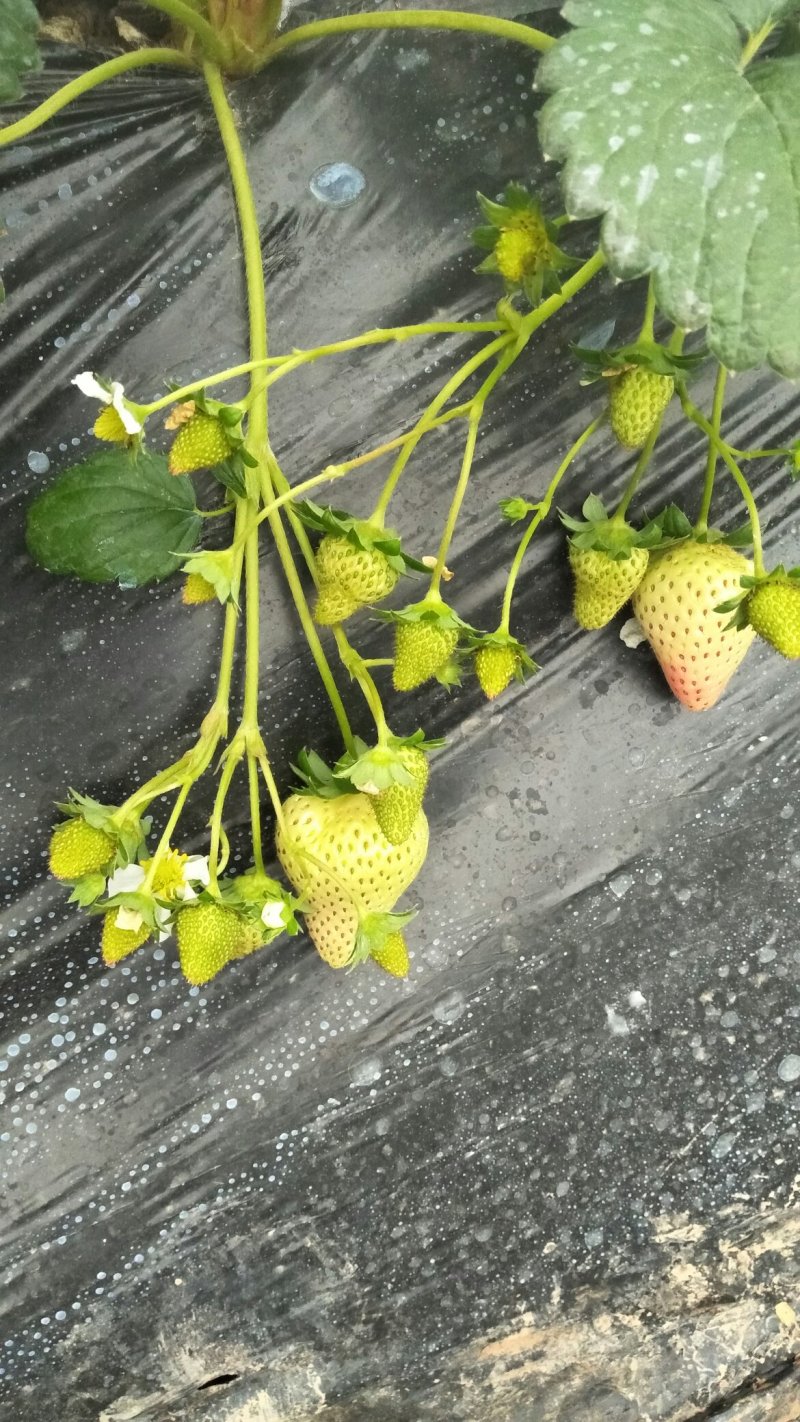 红颜草莓苗穴盘苗脱毒苗基质苗提纯苗种苗