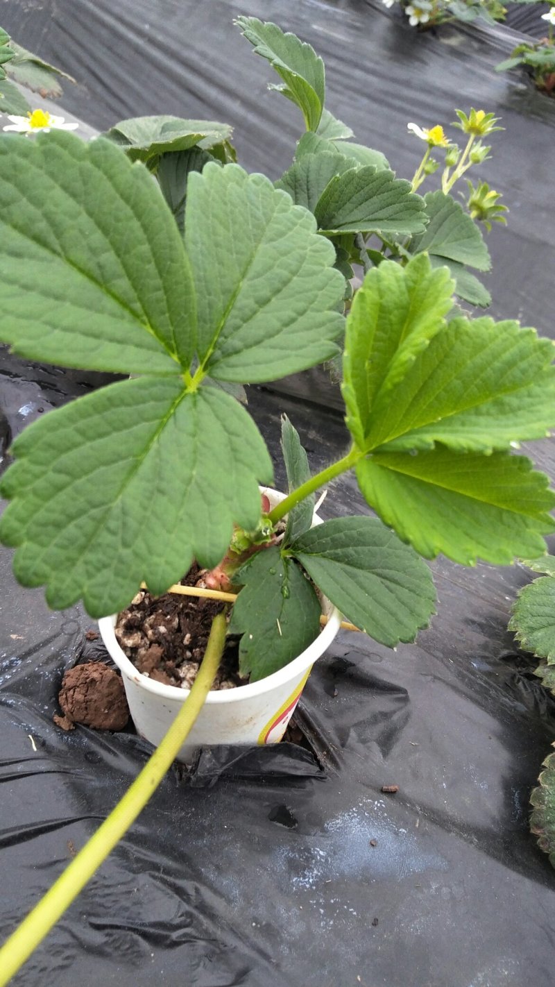 红颜草莓苗穴盘苗脱毒苗基质苗提纯苗种苗