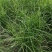 斑叶芒水生植物观赏草基地直销