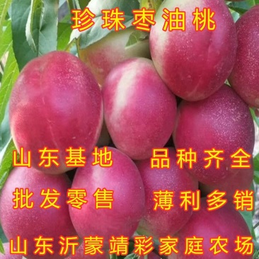 珍珠枣油桃苗嫁接油桃树苗南北方种植桃树苗油桃苗