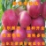 珍珠枣油桃苗嫁接油桃树苗南北方种植桃树苗油桃苗