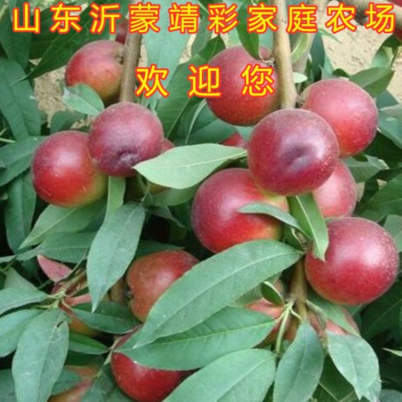 珍珠枣油桃苗嫁接油桃树苗南北方种植桃树苗油桃苗