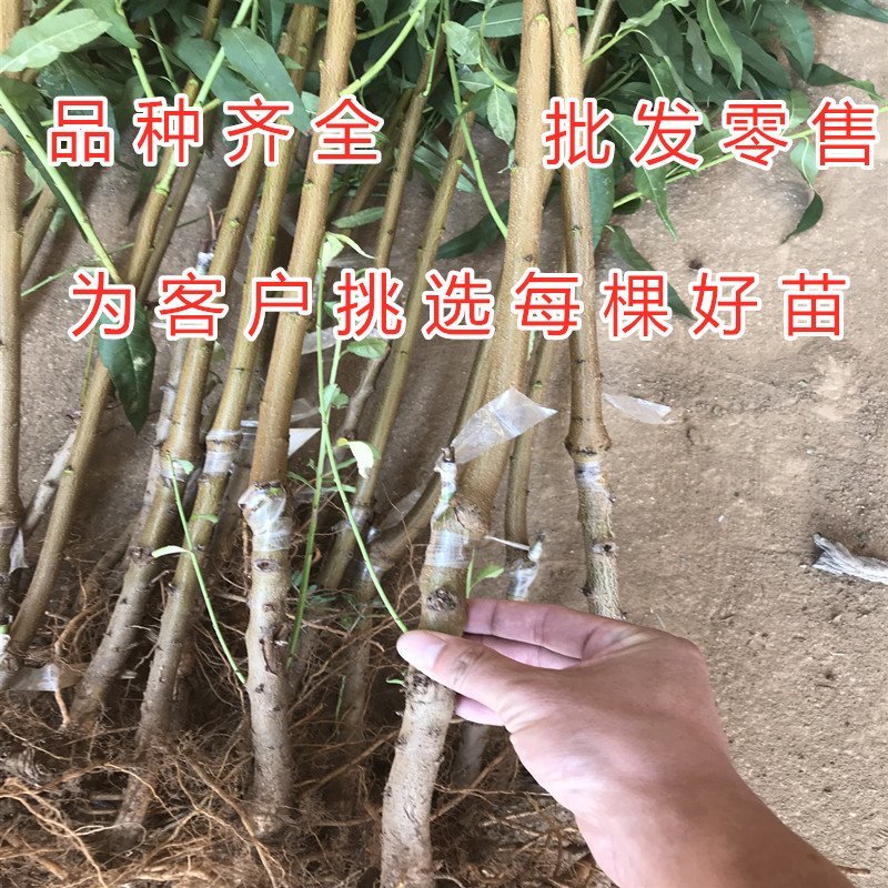 珍珠枣油桃苗嫁接油桃树苗南北方种植桃树苗油桃苗