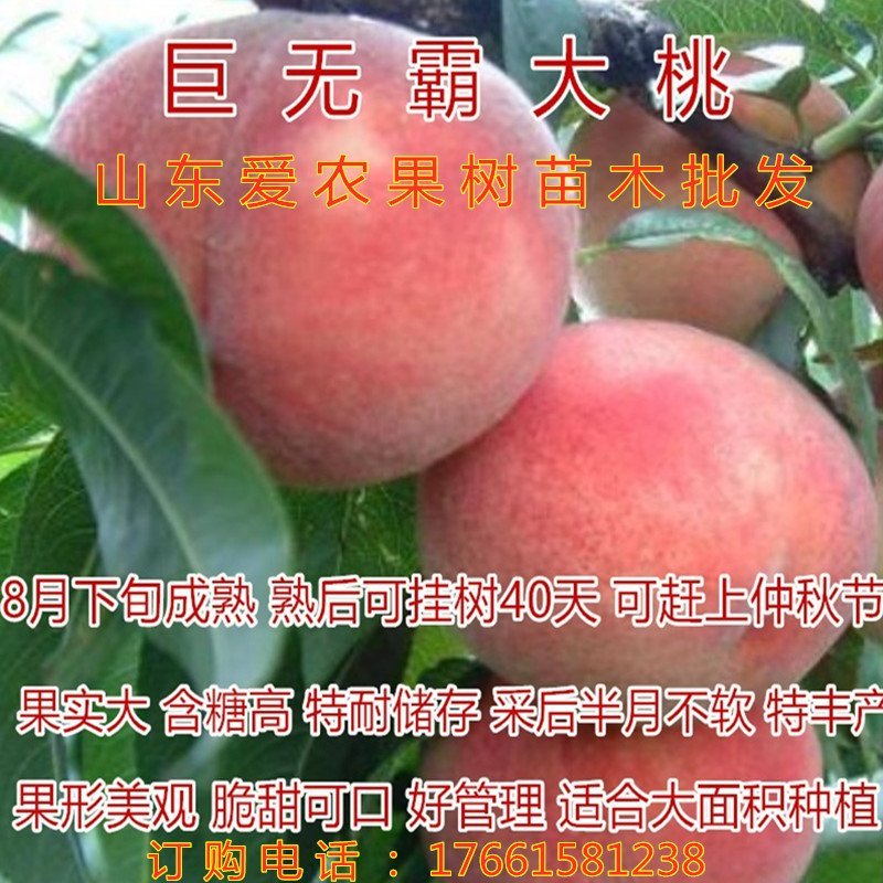 珍珠枣油桃苗嫁接油桃树苗南北方种植桃树苗油桃苗
