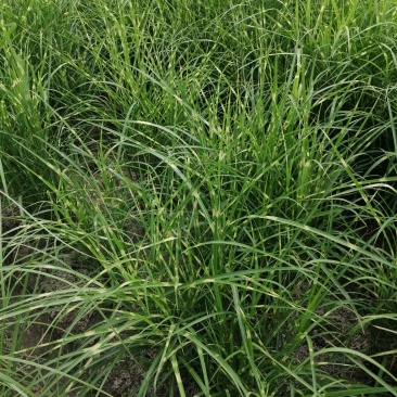 斑叶芒水生植物观赏草基地直销