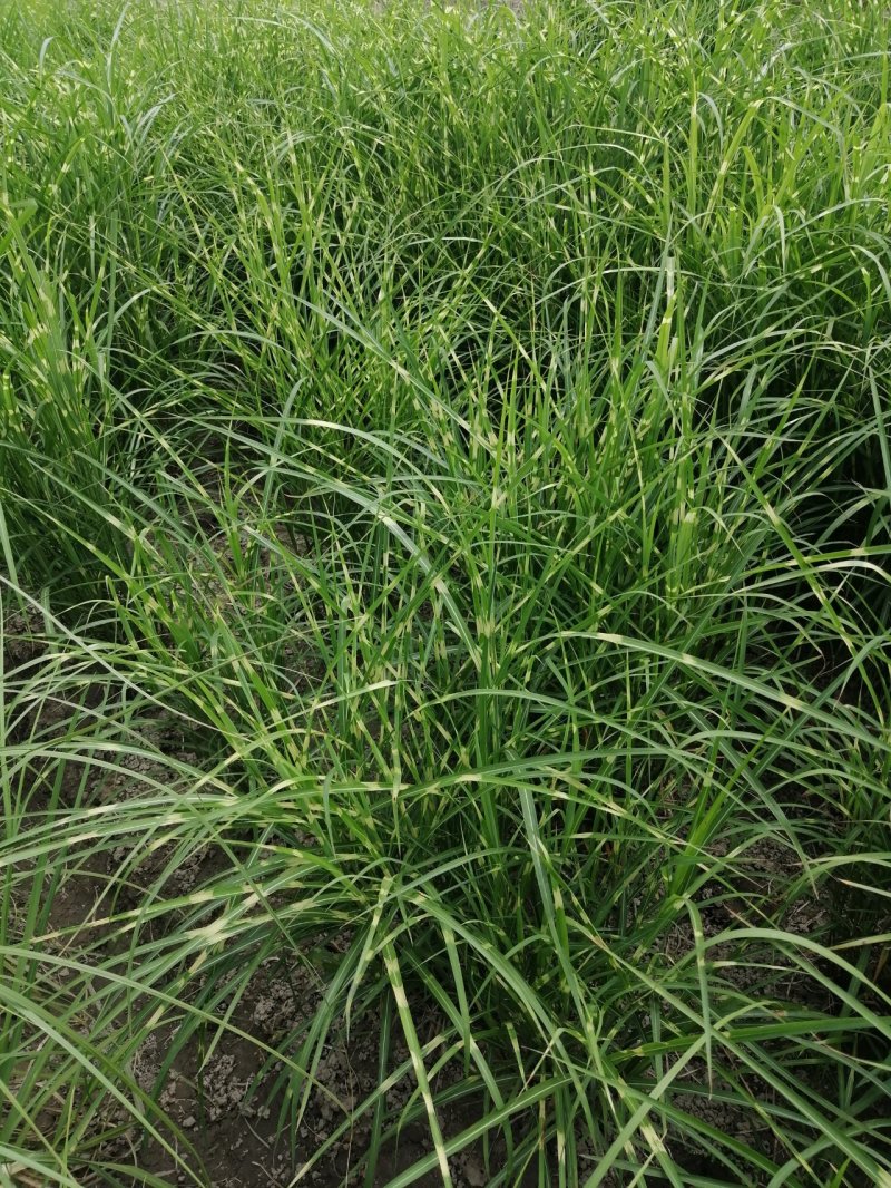 斑叶芒水生植物观赏草基地直销