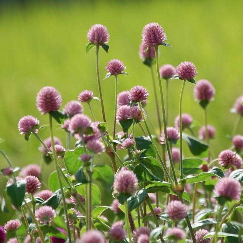 户外花种四季开花耐旱花卉种子阳台盆栽花籽千日紫千日红庭院