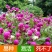 户外花种四季开花耐旱花卉种子阳台盆栽花籽千日紫千日红庭院
