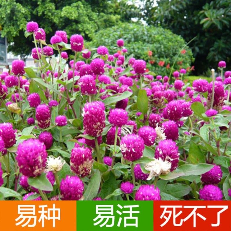 户外花种四季开花耐旱花卉种子阳台盆栽花籽千日紫千日红庭院