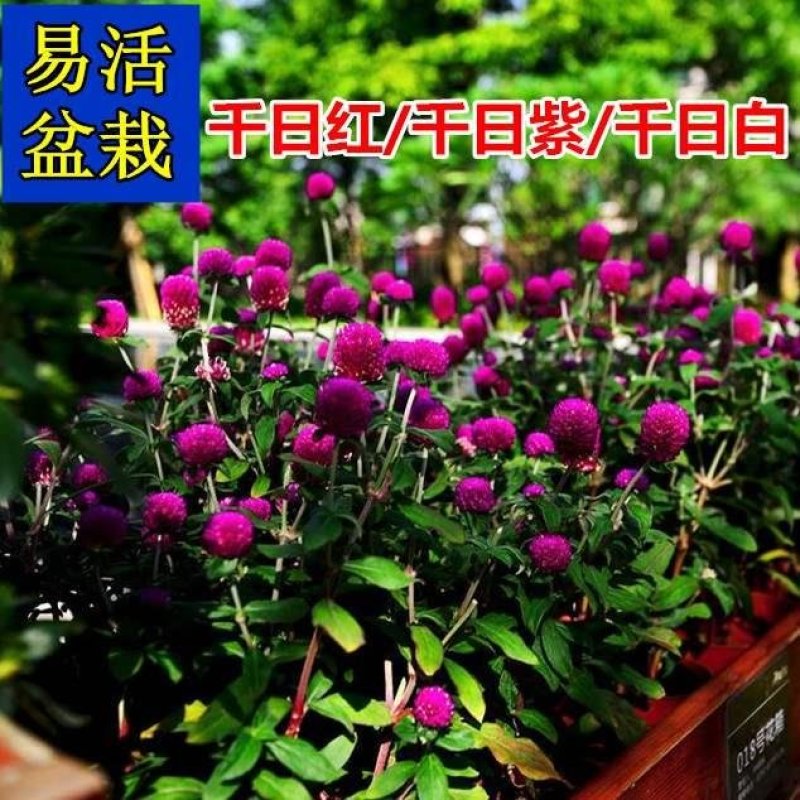 户外花种四季开花耐旱花卉种子阳台盆栽花籽千日紫千日红庭院