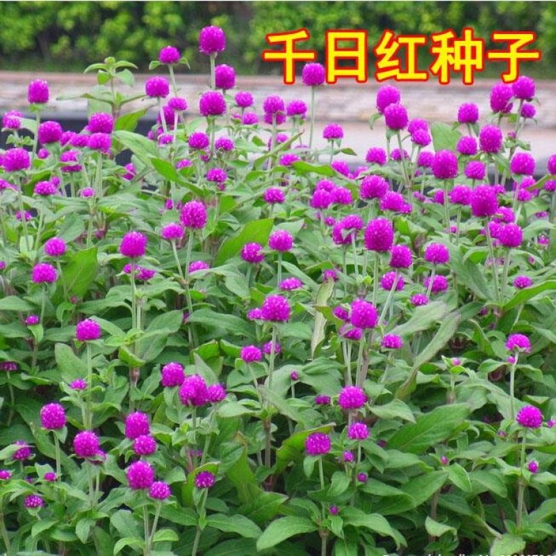 户外花种四季开花耐旱花卉种子阳台盆栽花籽千日紫千日红庭院